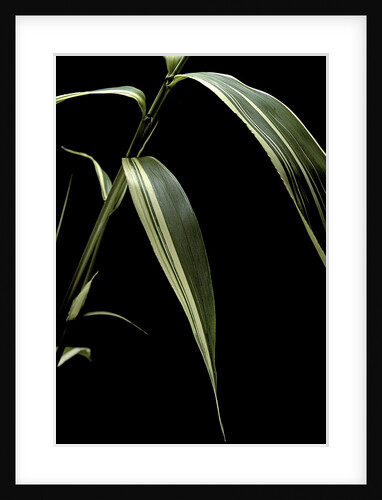 Pseudosasa japonica f. variegata (arrow bamboo) - leaf by Anonymous