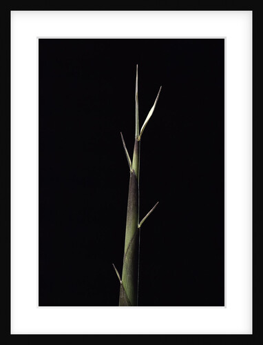 Pseudosasa viridula (bamboo) - shoot by Anonymous
