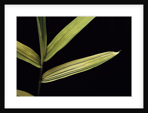 Pleioblastus viridistriatus 'Auricoma' (dwarf greenstripe bamboo) - leaf by Anonymous