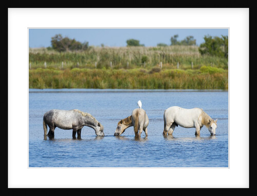 Camargue wild horses by Anonymous