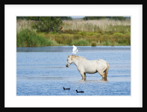 Camargue wild horse by Anonymous