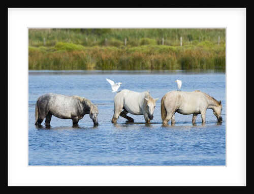 Camargue wild horses by Anonymous