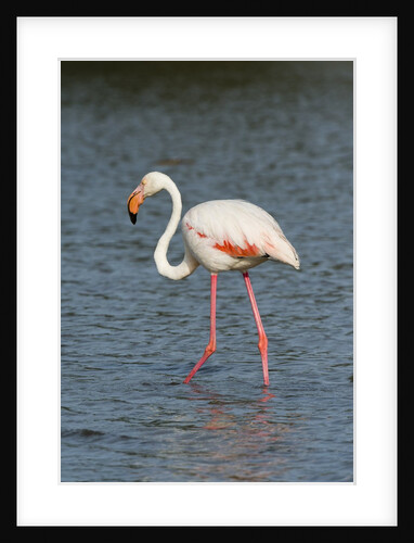 Greater flamingo (Phoenicopterus roseus) by Anonymous
