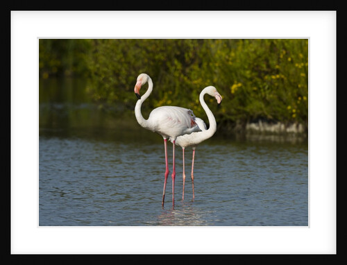 Greater flamingos (Phoenicopterus roseus) by Anonymous