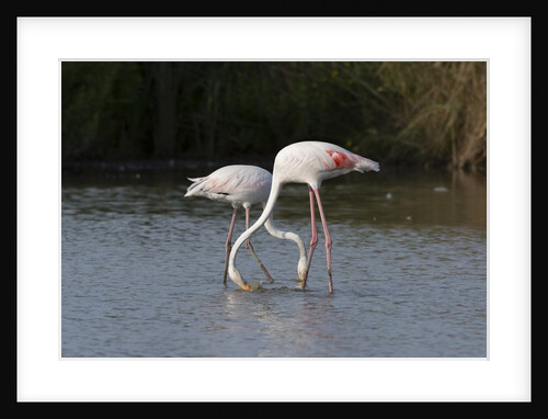 Greater flamingos (Phoenicopterus roseus) by Anonymous