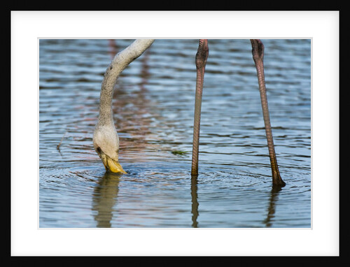 Greater flamingo (Phoenicopterus roseus) by Anonymous