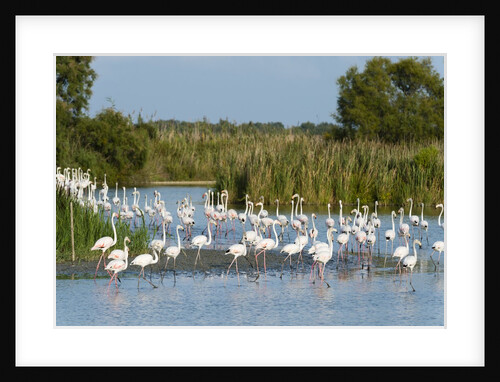 Greater flamingos (Phoenicopterus roseus) by Anonymous