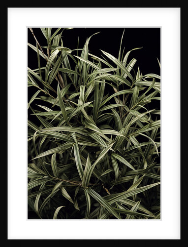 Pleioblastus chino f. elegantissimus (bamboo) by Anonymous
