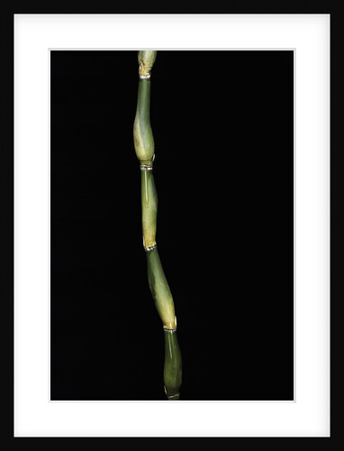 Pseudosasa japonica var. tsutsumiana (arrow bamboo) by Anonymous