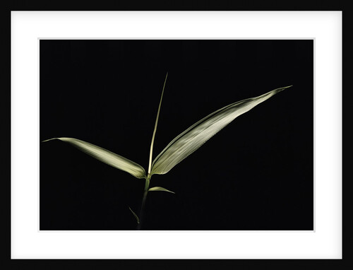 Pseudosasa japonica f. variegata (arrow bamboo) - leaf by Anonymous