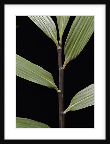 Pseudosasa viridula (bamboo) - leaf by Anonymous