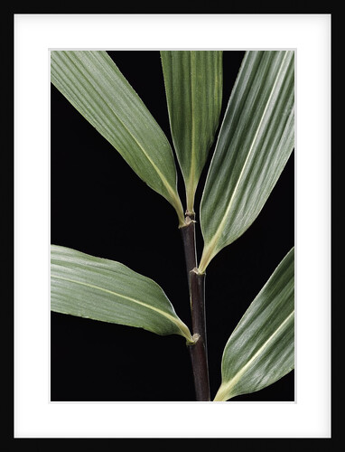 Pseudosasa viridula (bamboo) - leaf by Anonymous
