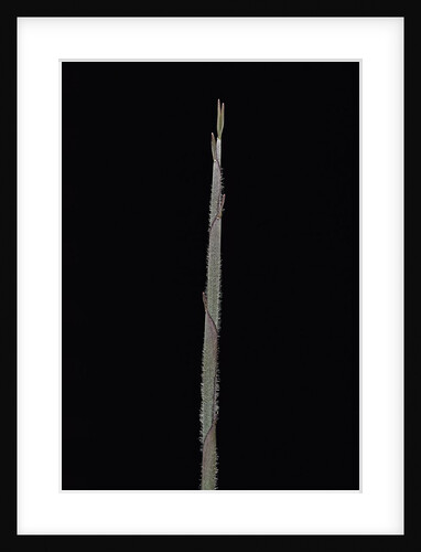 Sasa borealis (bamboo) - shoot by Anonymous