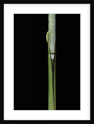 Sasa kurilensis (bamboo) - shoot by Anonymous