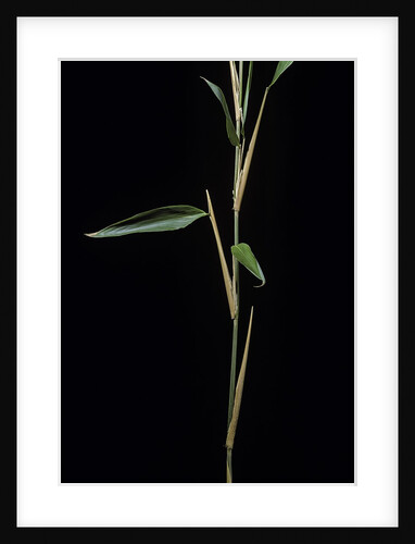 Sasa latifolia (bamboo) by Anonymous