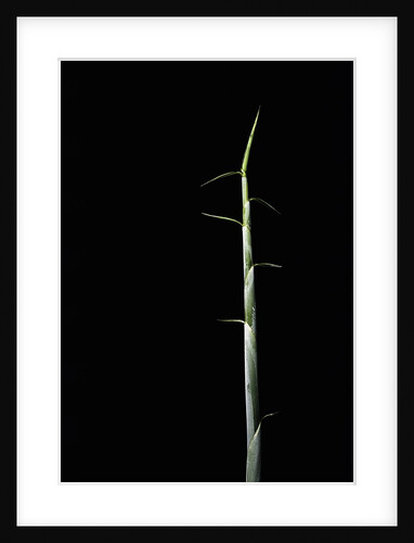 Sasa palmata f. nebulosa (broadleaf bamboo) - shoot by Anonymous