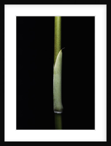 Sasa palmata f. nebulosa (broadleaf bamboo) - young culm by Anonymous