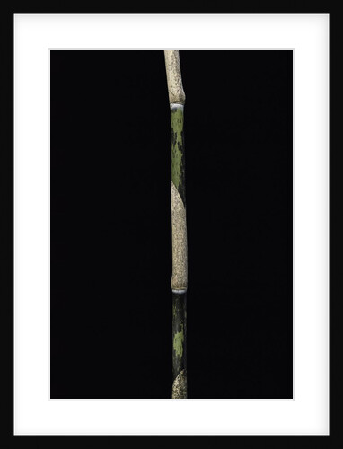 Sasa palmata f. nebulosa (broadleaf bamboo) - young culm by Anonymous