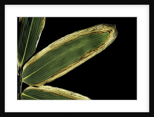 Sasa veitchii (kuma bamboo grass) - leaf by Anonymous