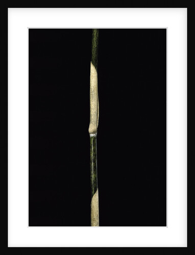 Sasa palmata f. nebulosa (broadleaf bamboo) - young culm by Anonymous