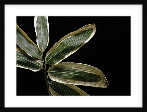 Sasa veitchii (kuma bamboo grass) - leaf by Anonymous