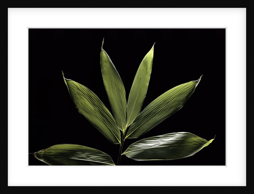 Sasa cernua f. nebulosa (bamboo) by Anonymous