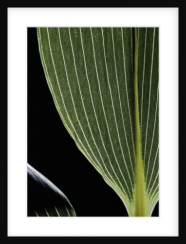 Sasa kurilensis (bamboo) - leaf by Anonymous