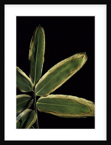 Sasa veitchii (kuma bamboo grass) - leaf by Anonymous