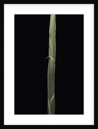 Semiarundinaria 'Korea' (bamboo) - shoot by Anonymous