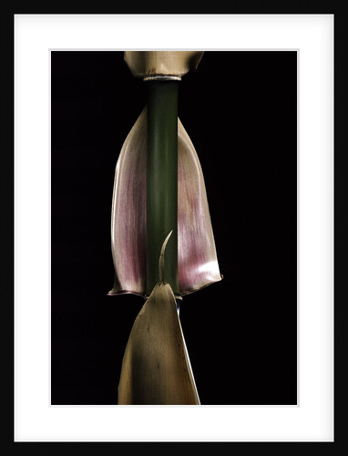Semiarundinaria fastuosa (narihira bamboo) - sheath on the culm by Anonymous