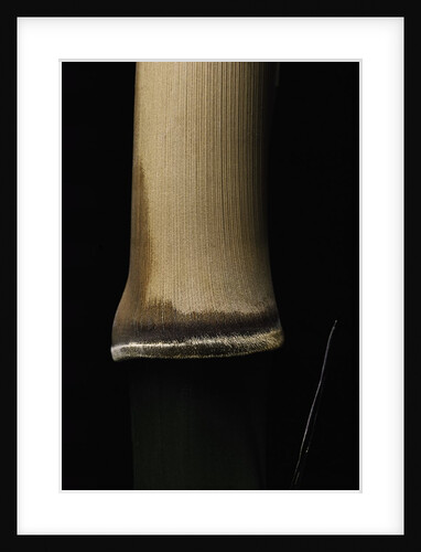 Semiarundinaria fastuosa (narihira bamboo) - young culm by Anonymous