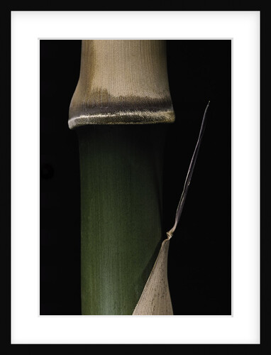Semiarundinaria fastuosa (narihira bamboo) - young culm by Anonymous