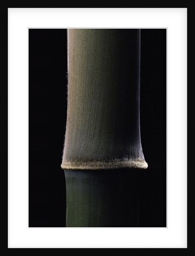 Semiarundinaria fastuosa (narihira bamboo) - young culm by Anonymous