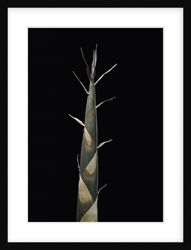 Semiarundinaria fastuosa (narihira bamboo) - shoot by Anonymous