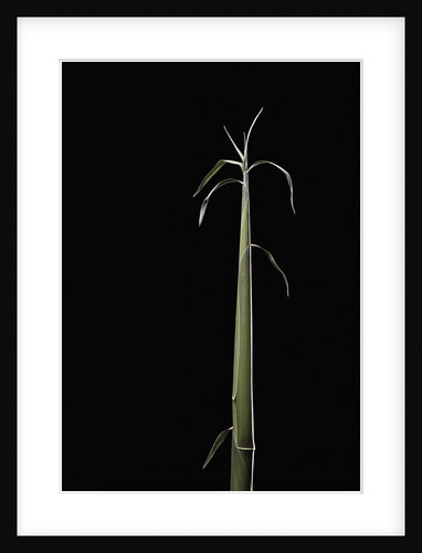 Semiarundinaria fastuosa (narihira bamboo) - shoot by Anonymous