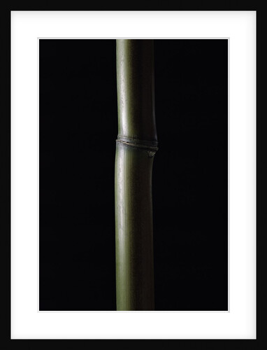 Semiarundinaria fastuosa (narihira bamboo) by Anonymous