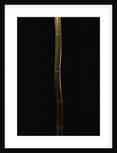 Semiarundinaria fastuosa (narihira bamboo) by Anonymous