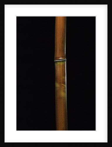 Semiarundinaria fastuosa (narihira bamboo) by Anonymous