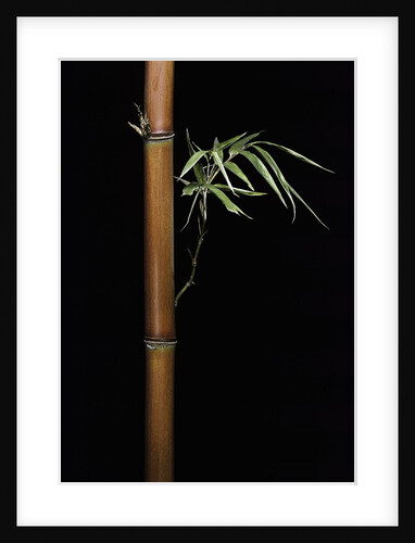 Semiarundinaria fastuosa (narihira bamboo) by Anonymous