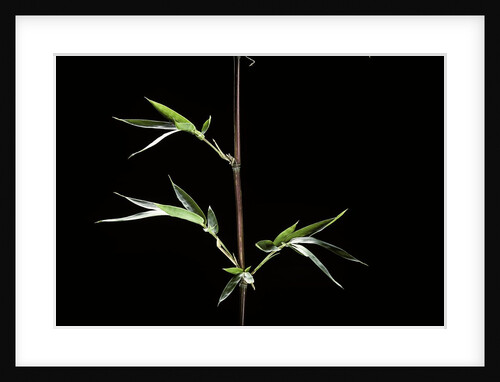 Semiarundinaria kagamiana (bamboo) by Anonymous