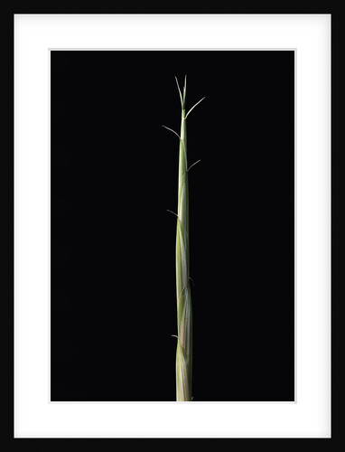 Semiarundinaria yashadake f. kimmei (Kimmei bamboo) - shoot by Anonymous