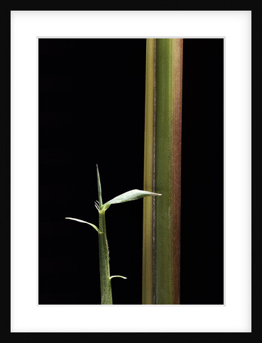 Semiarundinaria yashadake f. kimmei (Kimmei bamboo) - young culm by Anonymous