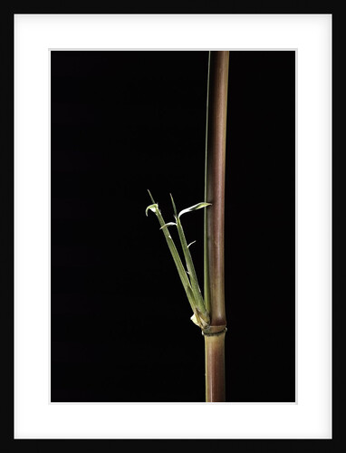 Semiarundinaria yashadake f. kimmei (Kimmei bamboo) - young culm by Anonymous