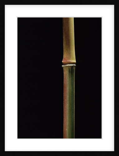 Semiarundinaria yashadake f. kimmei (Kimmei bamboo) by Anonymous