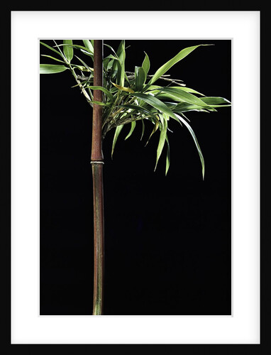 Semiarundinaria yashadake f. kimmei (Kimmei bamboo) by Anonymous