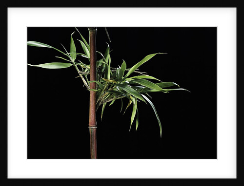 Semiarundinaria yashadake f. kimmei (Kimmei bamboo) by Anonymous