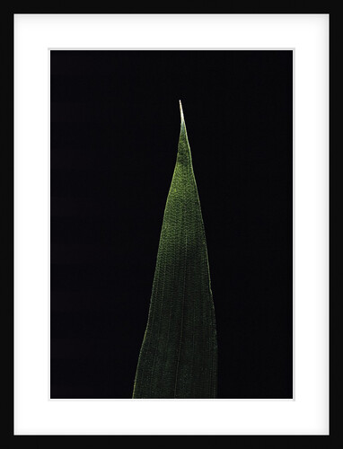 Shibataea kumasaca (ruscus-leaved bamboo) - leaf by Anonymous