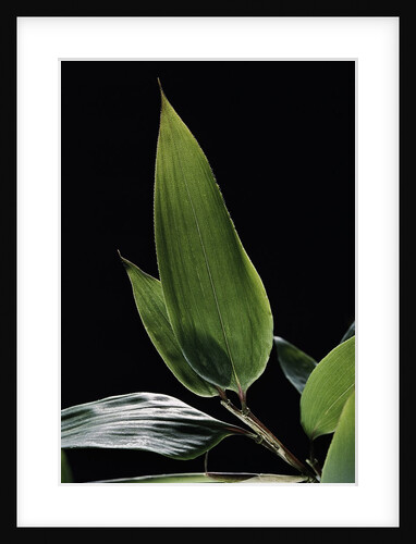 Shibataea kumasaca (ruscus-leaved bamboo) - leaf by Anonymous