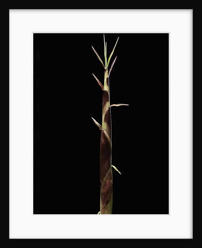 Shibataea kumasaca (ruscus-leaved bamboo) - shoot by Anonymous