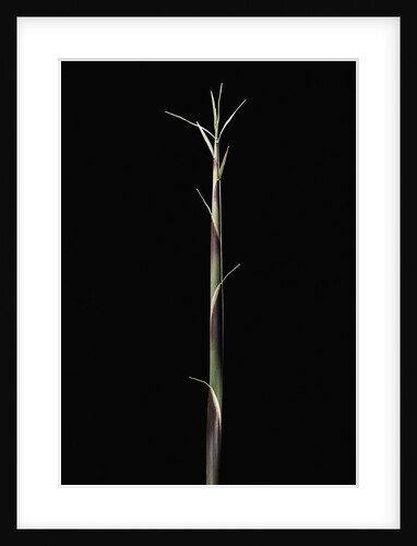 Shibataea kumasaca (ruscus-leaved bamboo) - shoot by Anonymous